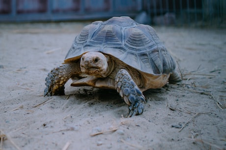 如何正确地养护乌龟冬眠