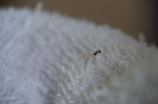 黑蚂蚁(黑蚂蚁的神秘功效，让你想不到的10种惊人利益)