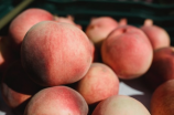 热搜 | 水蜜桃（Peach）：颜鲜味佳的夏日限制水果