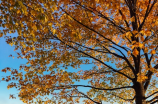 秋天的怀念教案：如何用心感受大自然的变幻