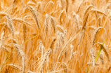 麦的部首：这种神秘符号描述麦子的成长，了解一下！