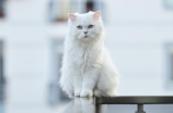 荣威龙猫：一种可爱的宠物小猫