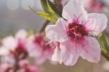 桃花开了，迎接春天的优美盛景！